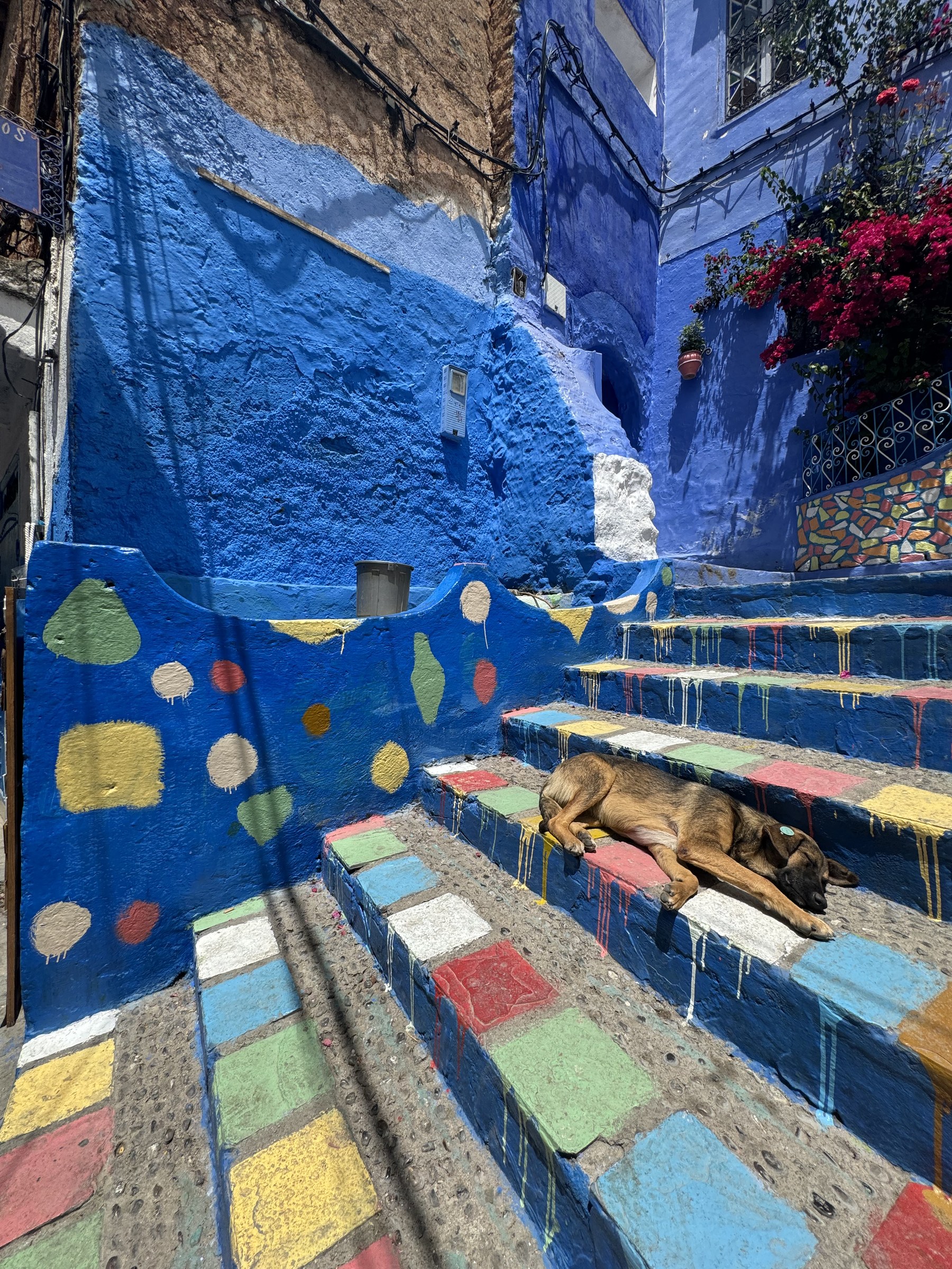 Perro durmiendo en escaleras de colores de la medina azul de Chefchaouen, Marruecos