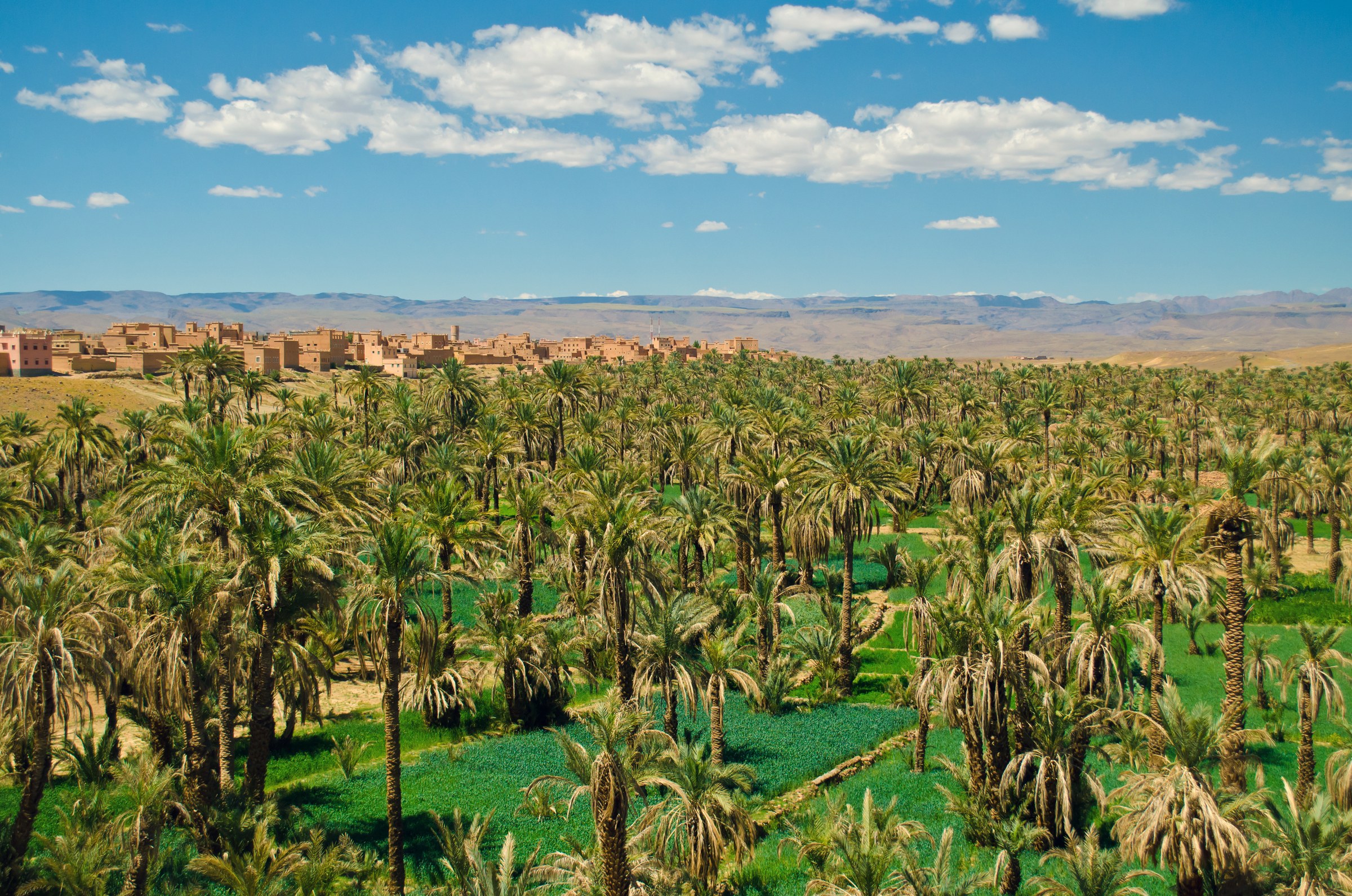 Palmeral del Valle del Draa con kasbah de tierra roja y monta&ntilde;as del Atlas al fondo, sur de Marruecos